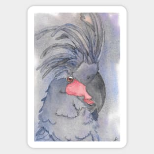 the great black palm cockatoo watercolor portrait art Sticker